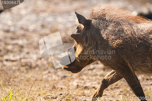 Image of Running warthog