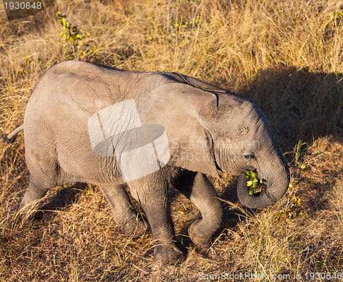 Image of High angle view of baby elephant