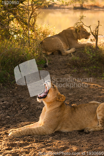 Image of Yawning female lion