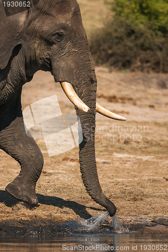 Image of Elephant drinking