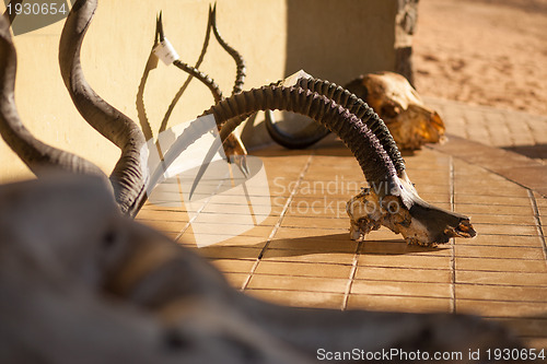 Image of Roan skull