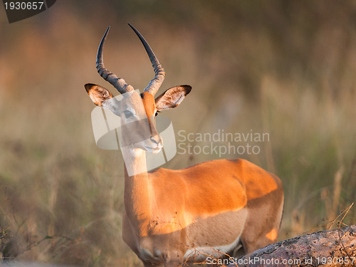 Image of Impala