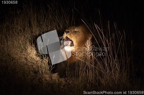 Image of Lion in the bush at night