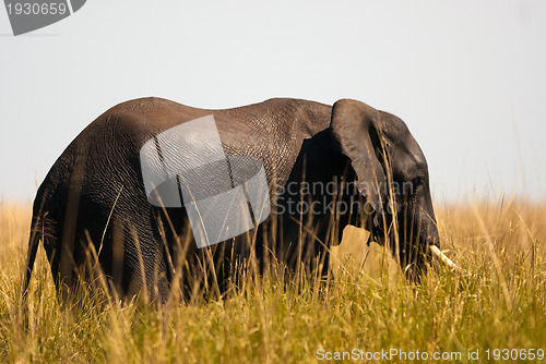 Image of African bush elephant in high grass