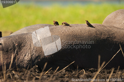 Image of Birds on a hippo