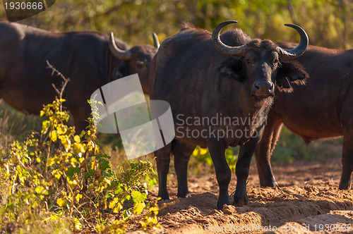 Image of Cape buffalo (Syncerus caffer)