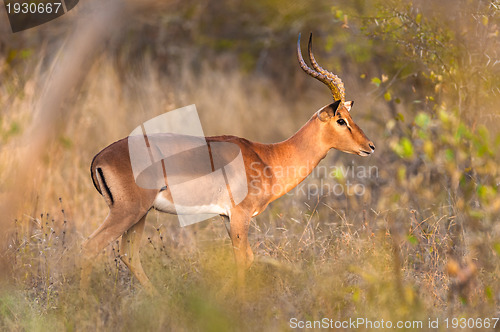 Image of Impala in the bush