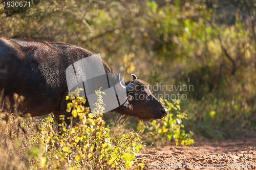 Image of Cape buffalo (Syncerus caffer)