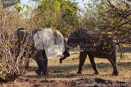 Image of Elephants fighting