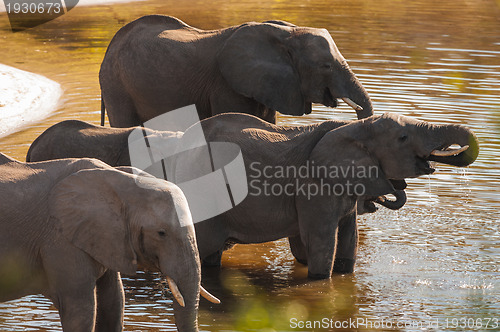 Image of Group of elephants drinking