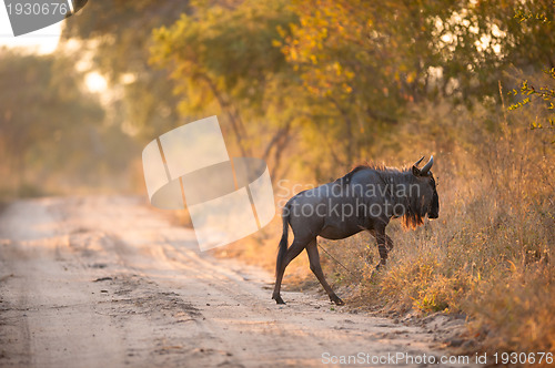 Image of A Blue Wildebeest (Connochaetes taurinus) 