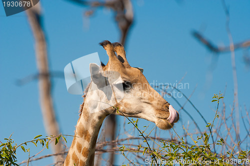 Image of Giraffe licking lips