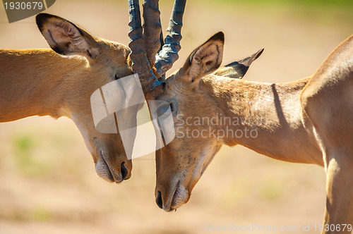 Image of Impala butting heads