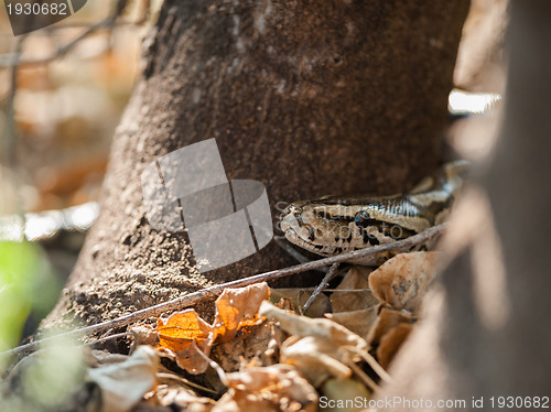 Image of African rock python head