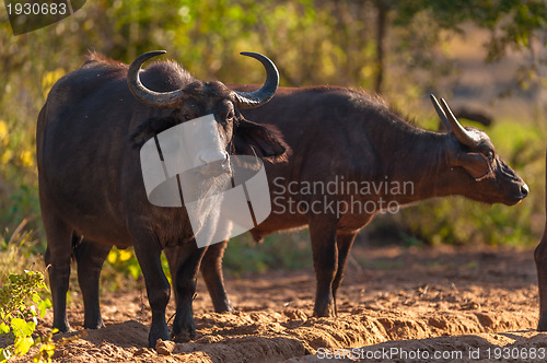 Image of Cape buffalo (Syncerus caffer)