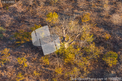 Image of Savanna from the air