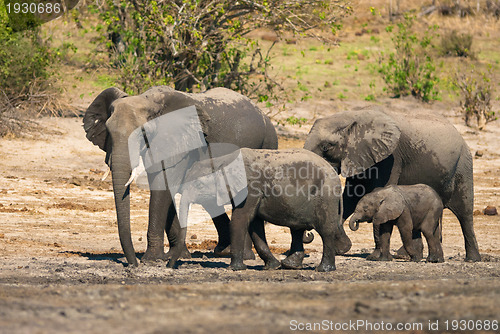 Image of African bush elephants