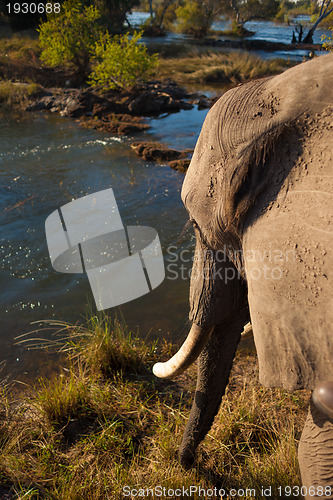 Image of African bush elephant at river