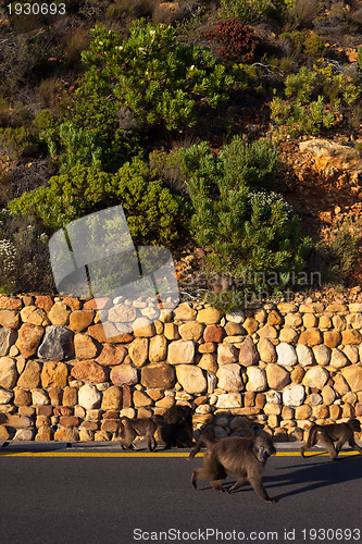 Image of Baboons on the roadside