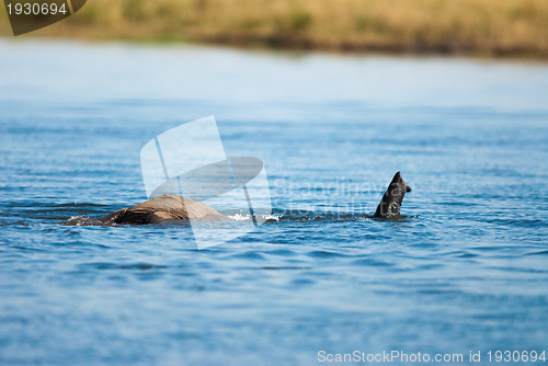 Image of Snorkeling African bush elephant