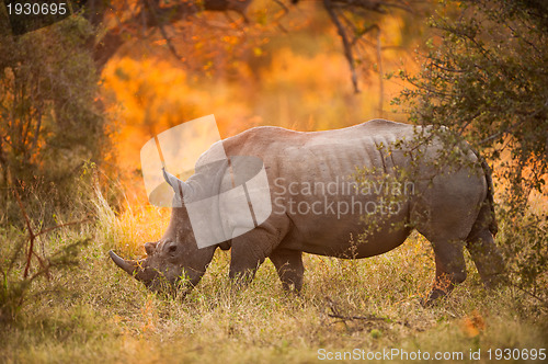 Image of Rhinoceros in late afternoon