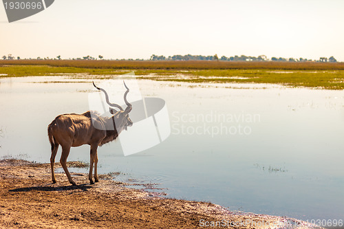 Image of Kudu at river