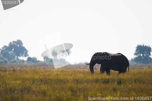 Image of African bush elephant in high grass