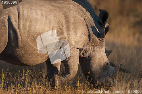 Image of Rhinocerous