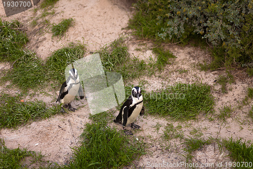 Image of African Penguins