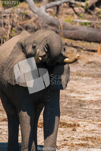 Image of Elephant drinking