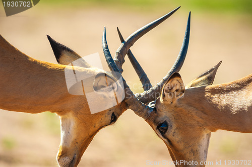 Image of Impala butting heads
