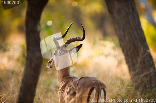 Image of Impala rear