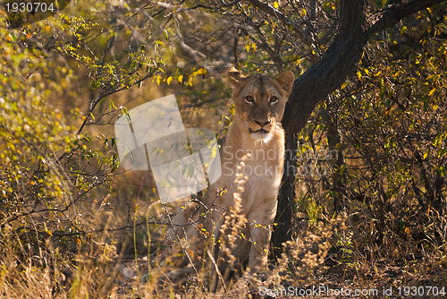 Image of Young lion hiding in the bush