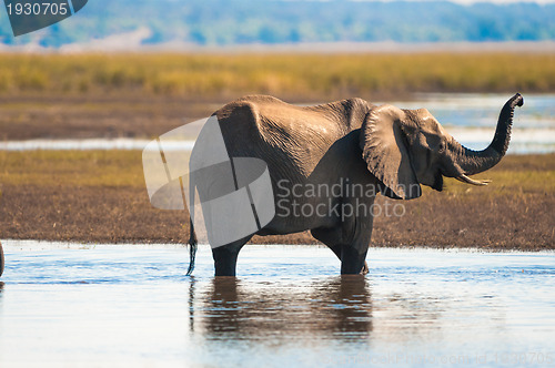 Image of African bush elephant