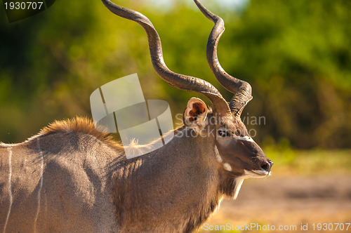 Image of Kudu bull