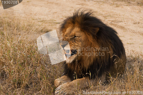 Image of Lion baring teeth