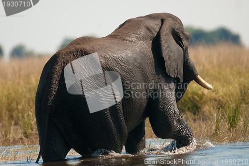 Image of African bush elephant crossing river