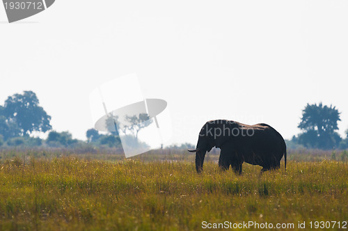 Image of African bush elephant in high grass