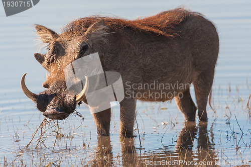 Image of Brown hairy warthog