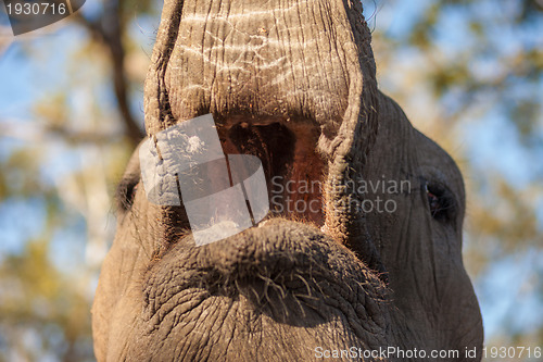 Image of Inside the mouth of an elephant