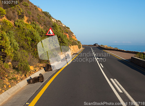 Image of Baboons on the roadside