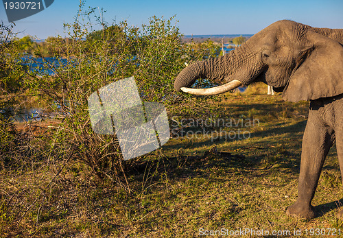 Image of Elephant eating