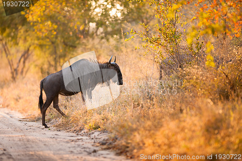 Image of A Blue Wildebeest (Connochaetes taurinus) 