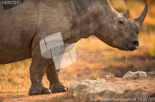 Image of Rhinoceros in late afternoon