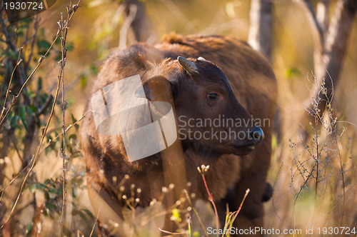 Image of Cape buffalo (Syncerus caffer)
