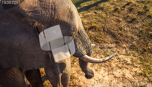 Image of High angle view of elephant