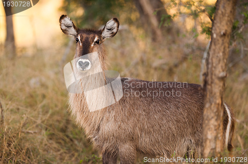 Image of Ellipsen waterbuck