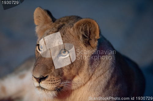 Image of Young lion close up