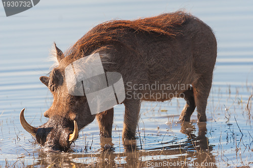 Image of Brown hairy warthog