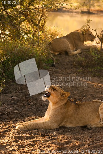 Image of Yawning female lion